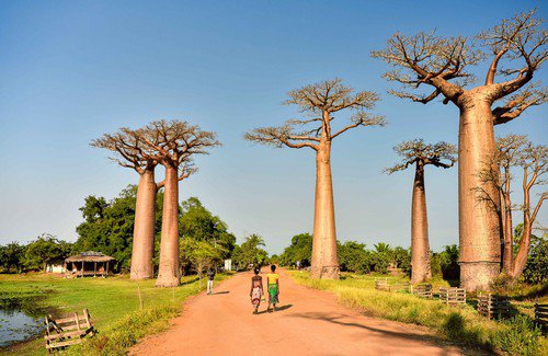 Baobab, Madagascar © Rod Waddington / Flickr